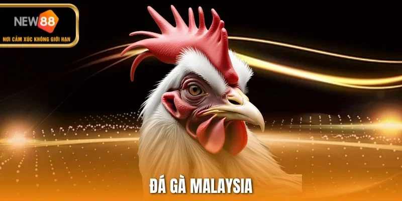 Đá gà Malaysia